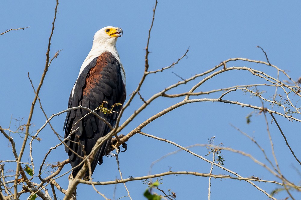 African Fish-Eagle - ML611823811