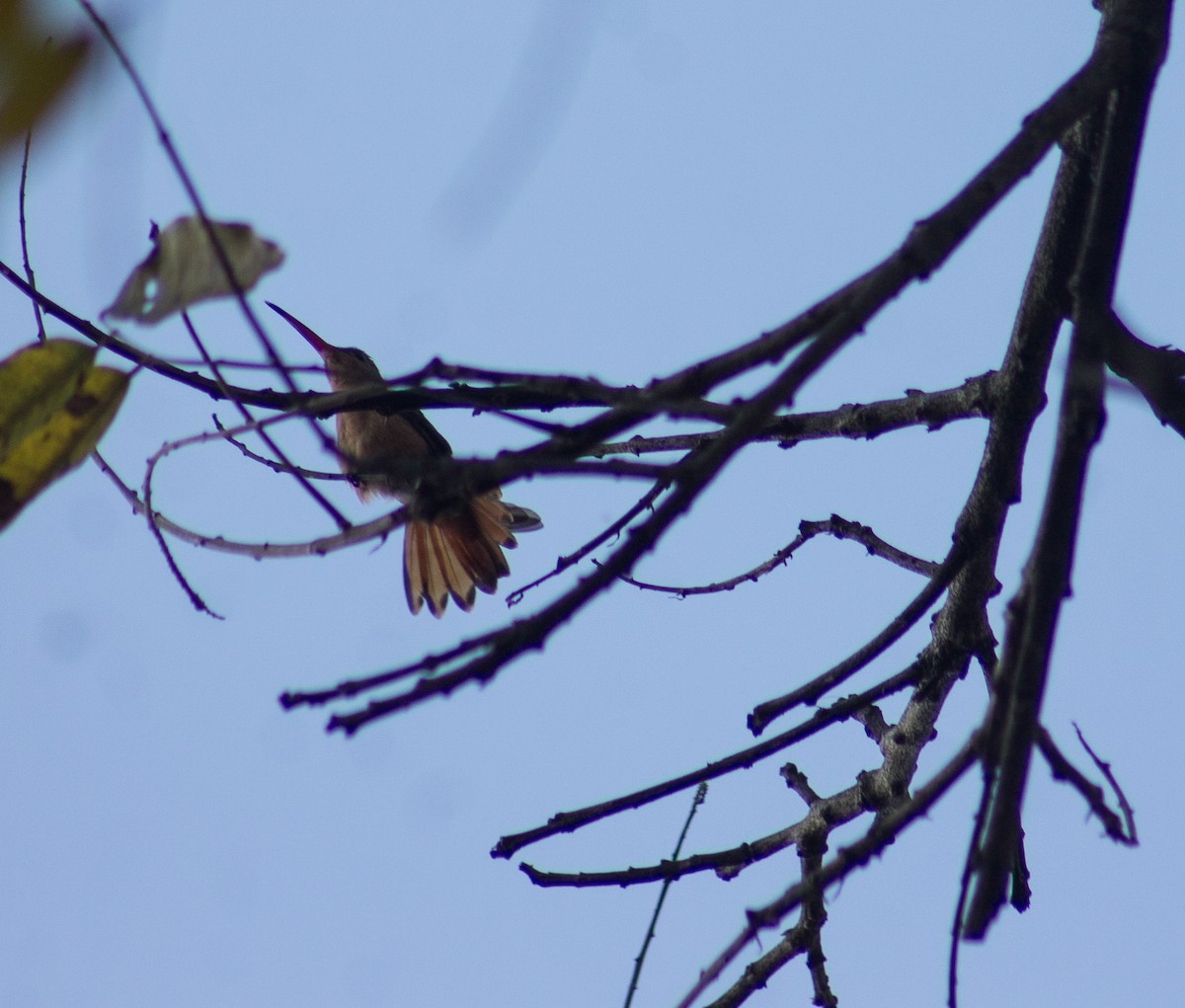 Cinnamon Hummingbird - ML611823817