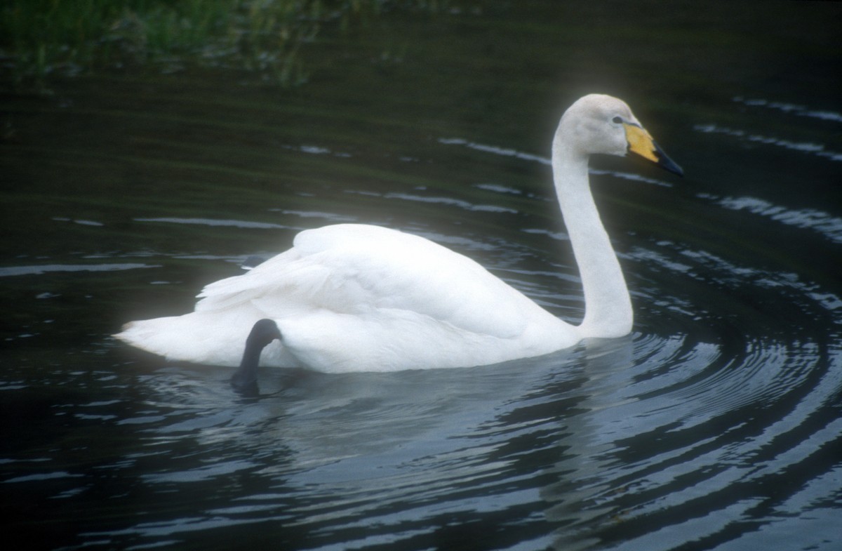 Whooper Swan - ML611823826