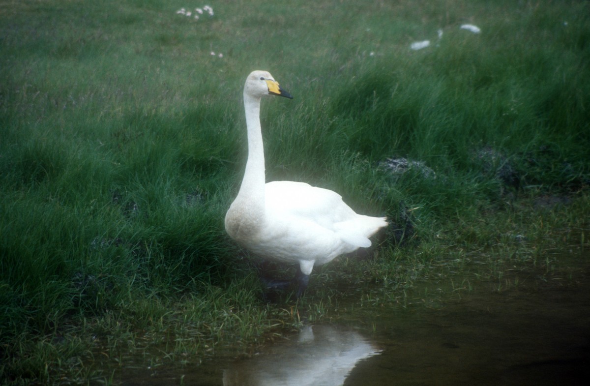 Whooper Swan - ML611823827