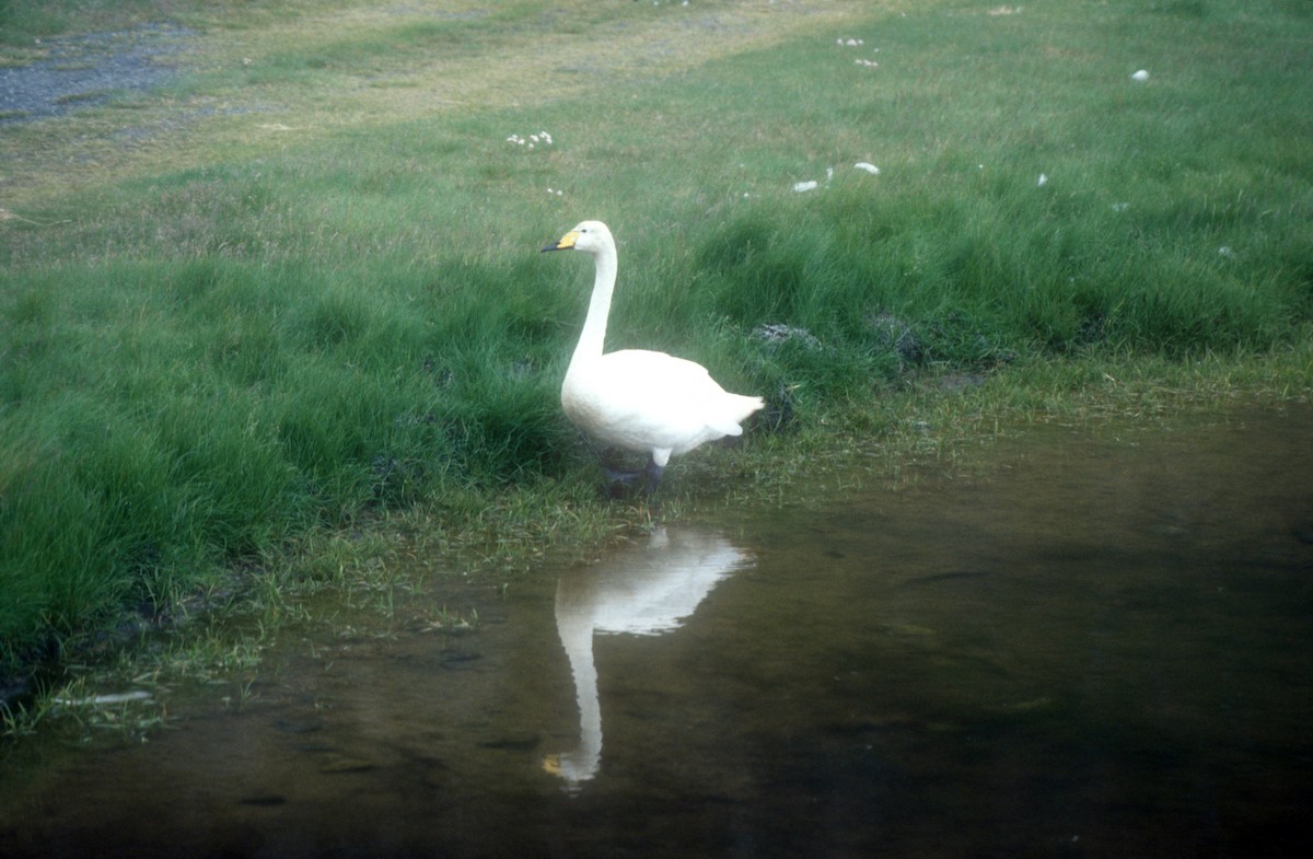 Whooper Swan - ML611823829