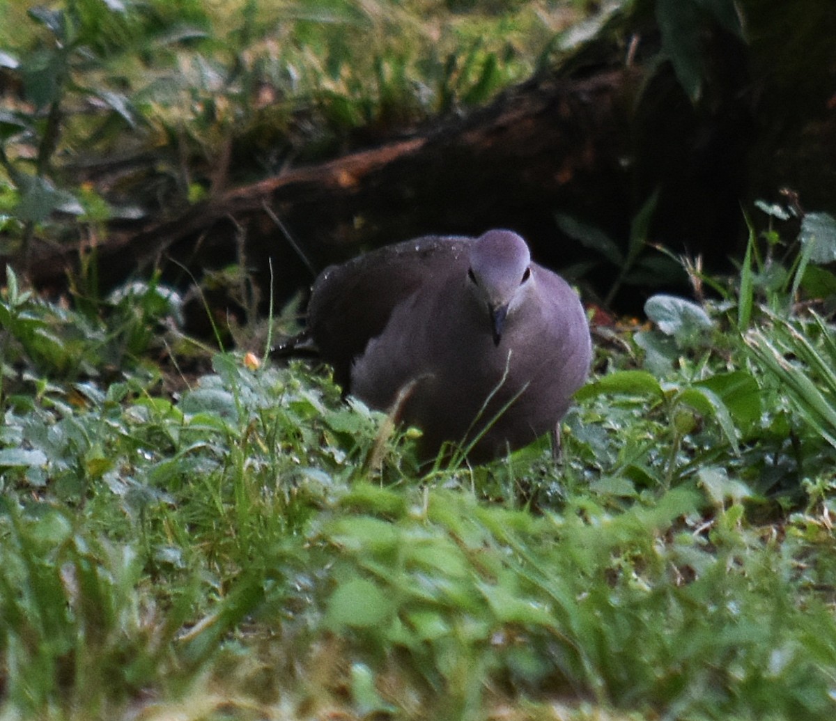 Large-tailed Dove - ML611823928
