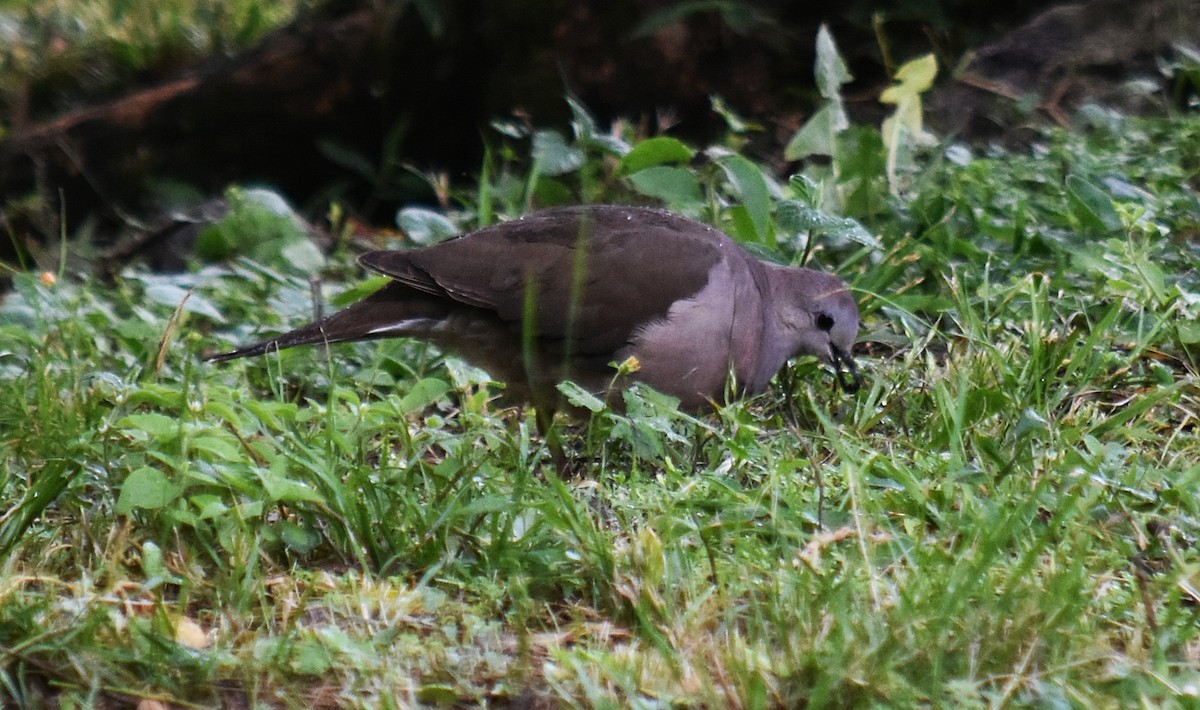Large-tailed Dove - ML611823930