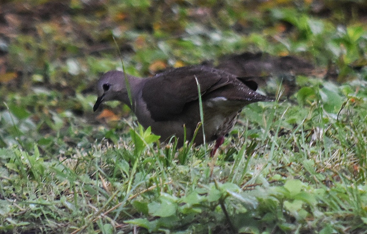 Large-tailed Dove - ML611823934