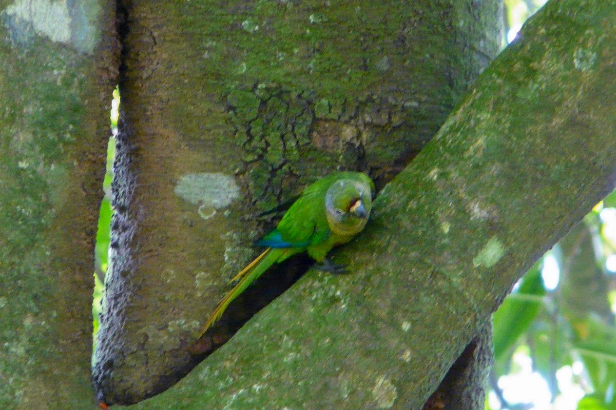 Maroon-bellied Parakeet (Maroon-tailed) - ML611824094