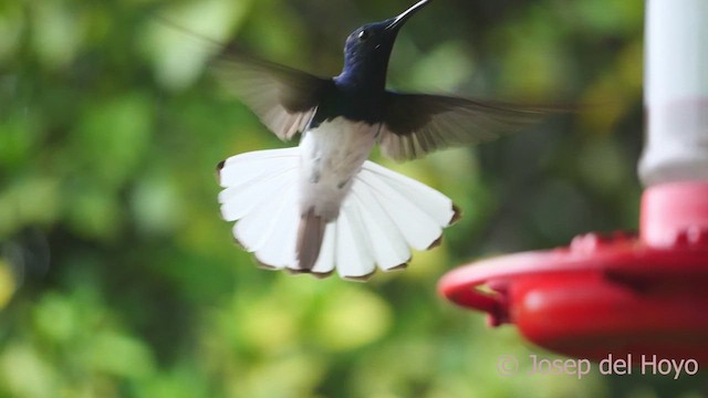 kolibřík bělokrký - ML611824217