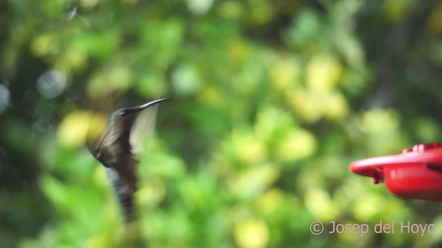 kolibřík bělokrký - ML611824310
