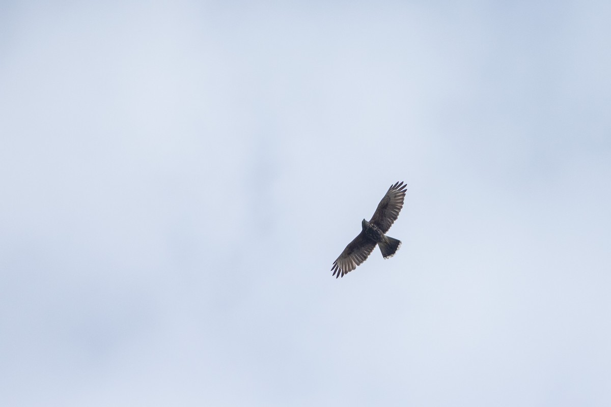 Harris's Hawk (Bay-winged) - ML611824589