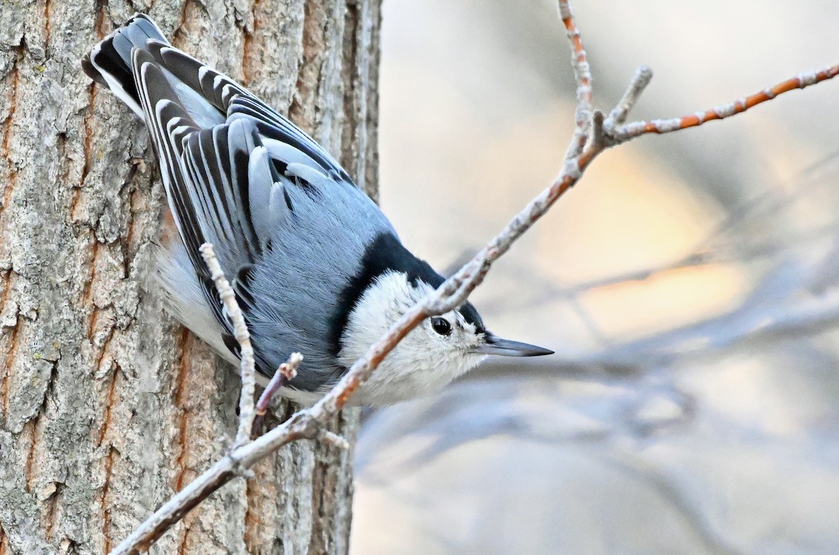 White-breasted Nuthatch - ML611824630