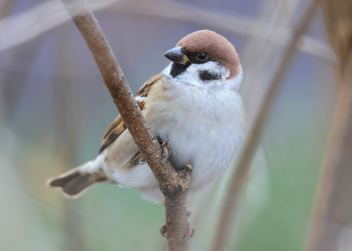 Eurasian Tree Sparrow - ML611824656