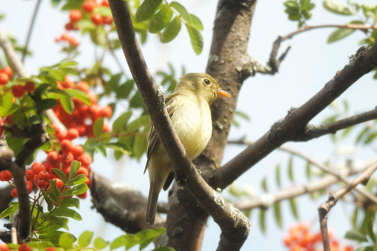Yellow-bellied Flycatcher - ML611825087