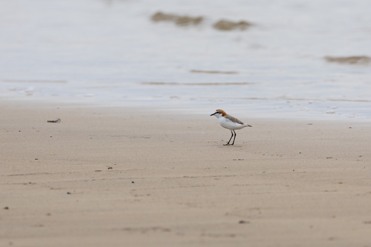 Red-capped Plover - ML611825137