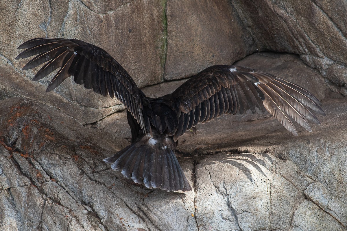 Turkey Vulture (South Temperate) - ML611825165