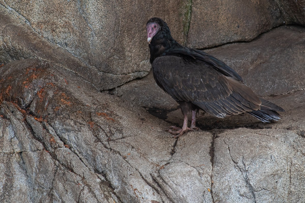 Turkey Vulture (South Temperate) - ML611825166
