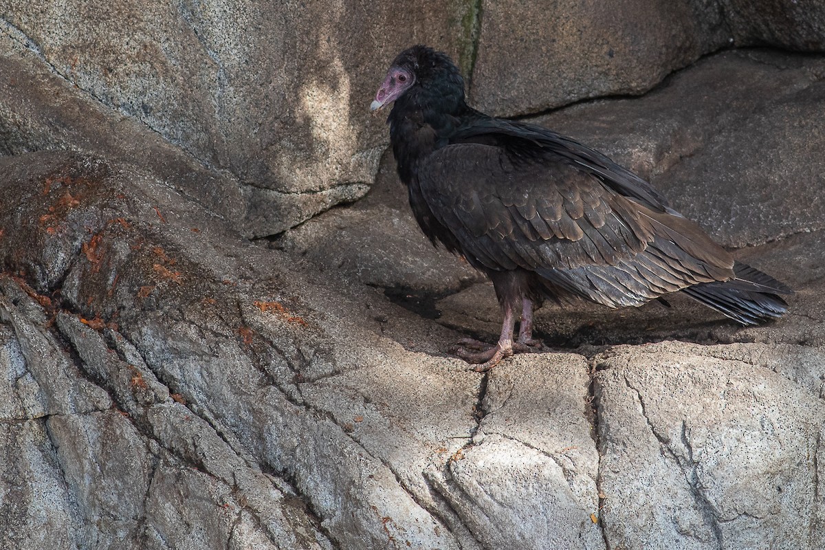 Turkey Vulture (South Temperate) - ML611825167