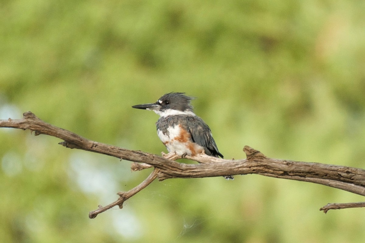 Belted Kingfisher - ML611825185
