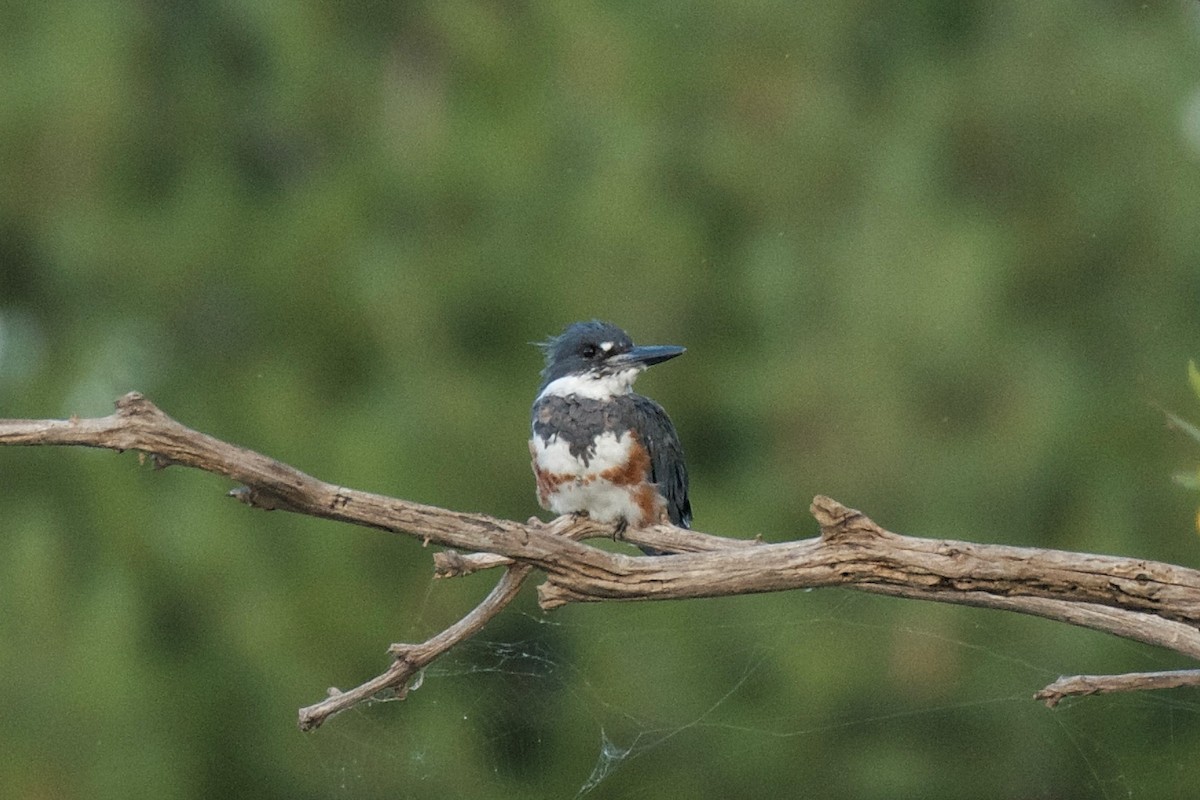 Belted Kingfisher - ML611825186