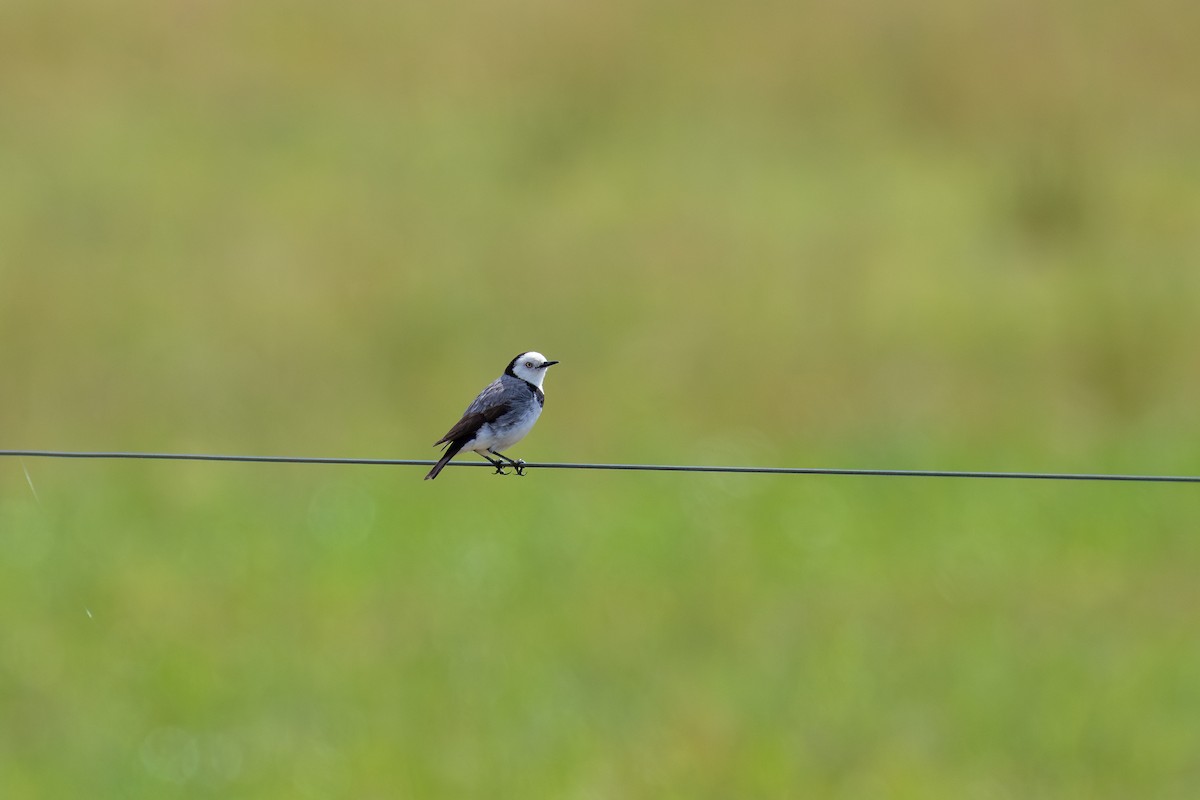 White-fronted Chat - ML611825384
