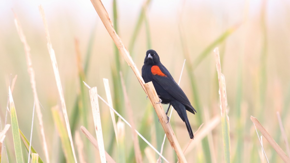 Red-winged Blackbird (Mexican Bicolored) - ML611825494
