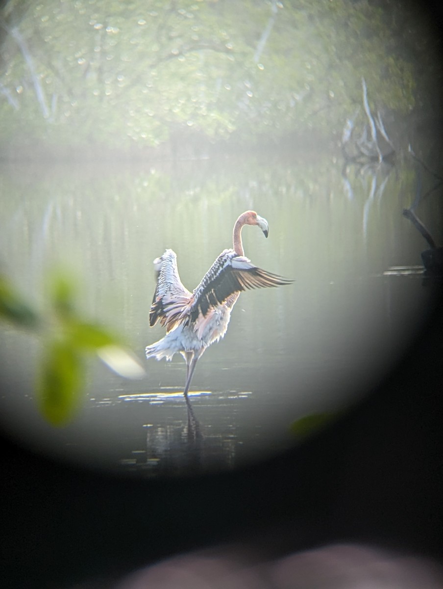 Ebird Checklist Dec Terra Ceia Preserve Sp Hightower Trail Species