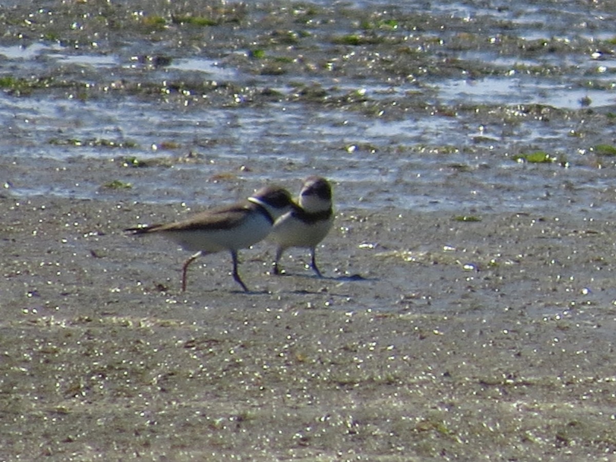 Semipalmated Plover - ML611825850