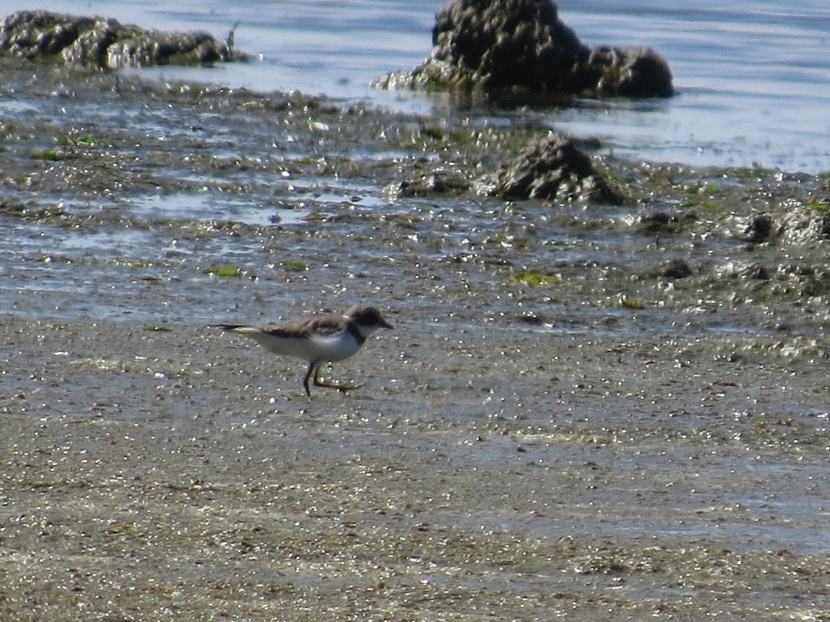 Semipalmated Plover - ML611825851