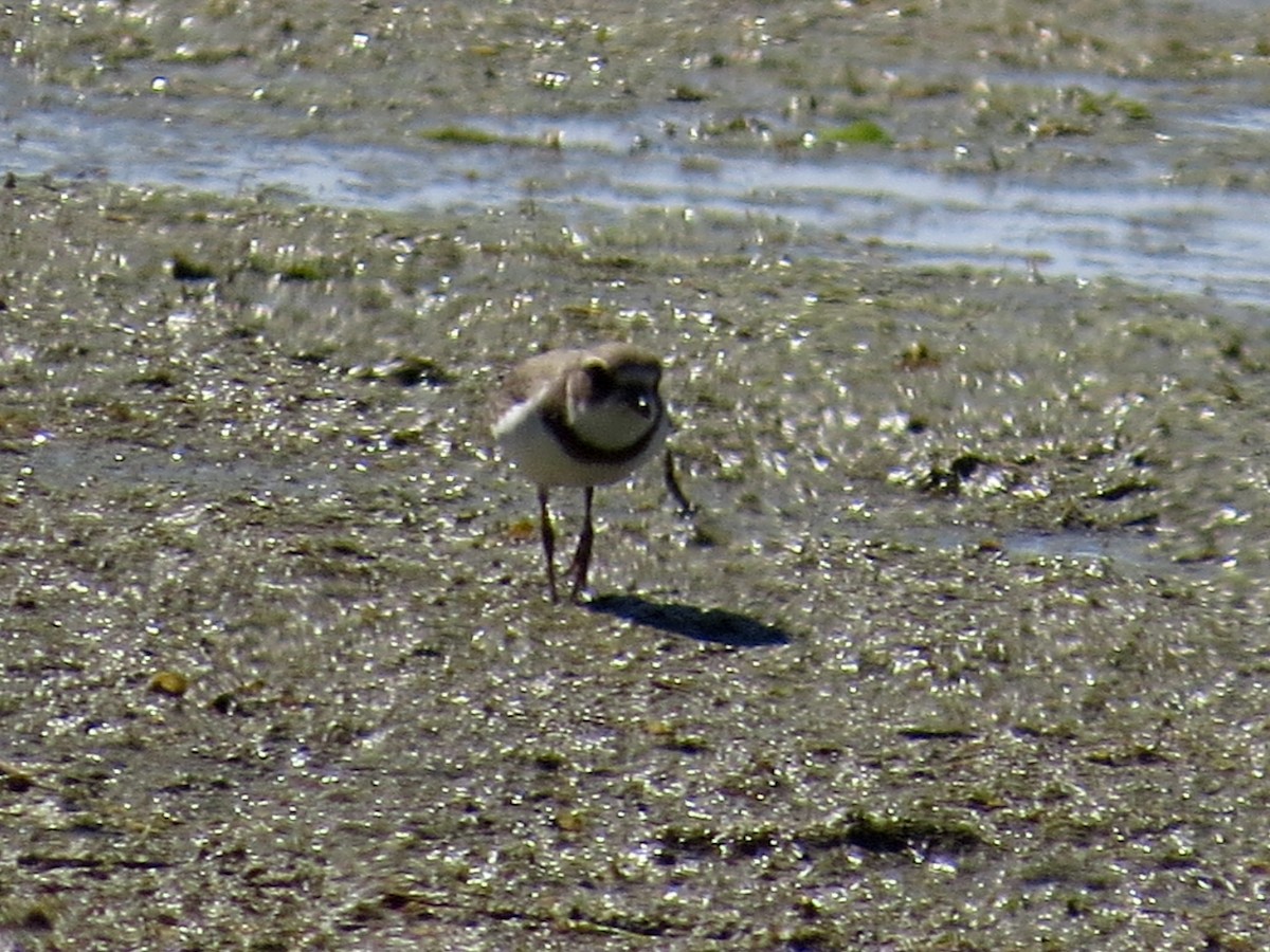 Semipalmated Plover - ML611825852