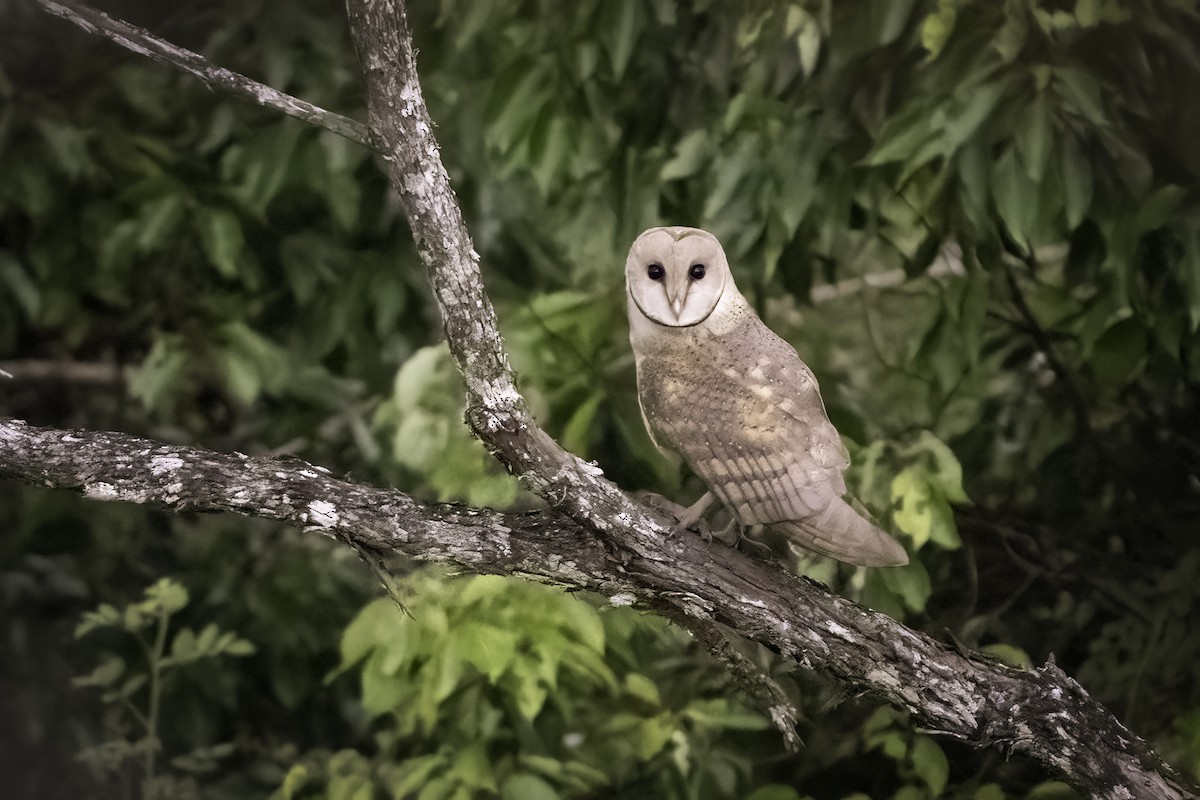 Barn Owl (African) - ML611825878