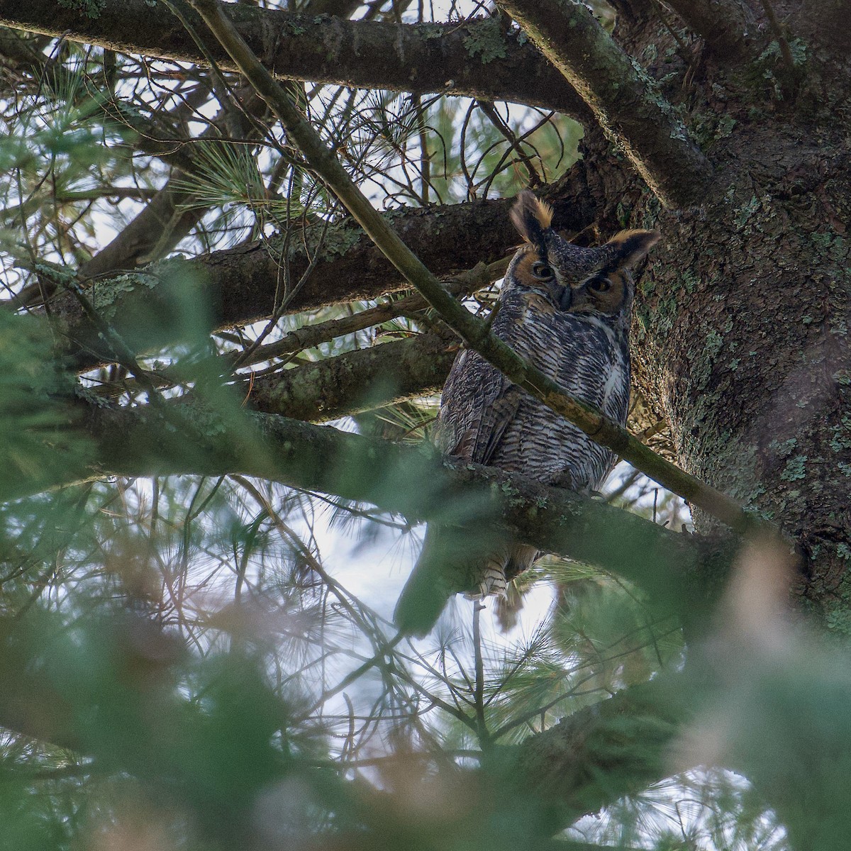 Great Horned Owl - ML611825926