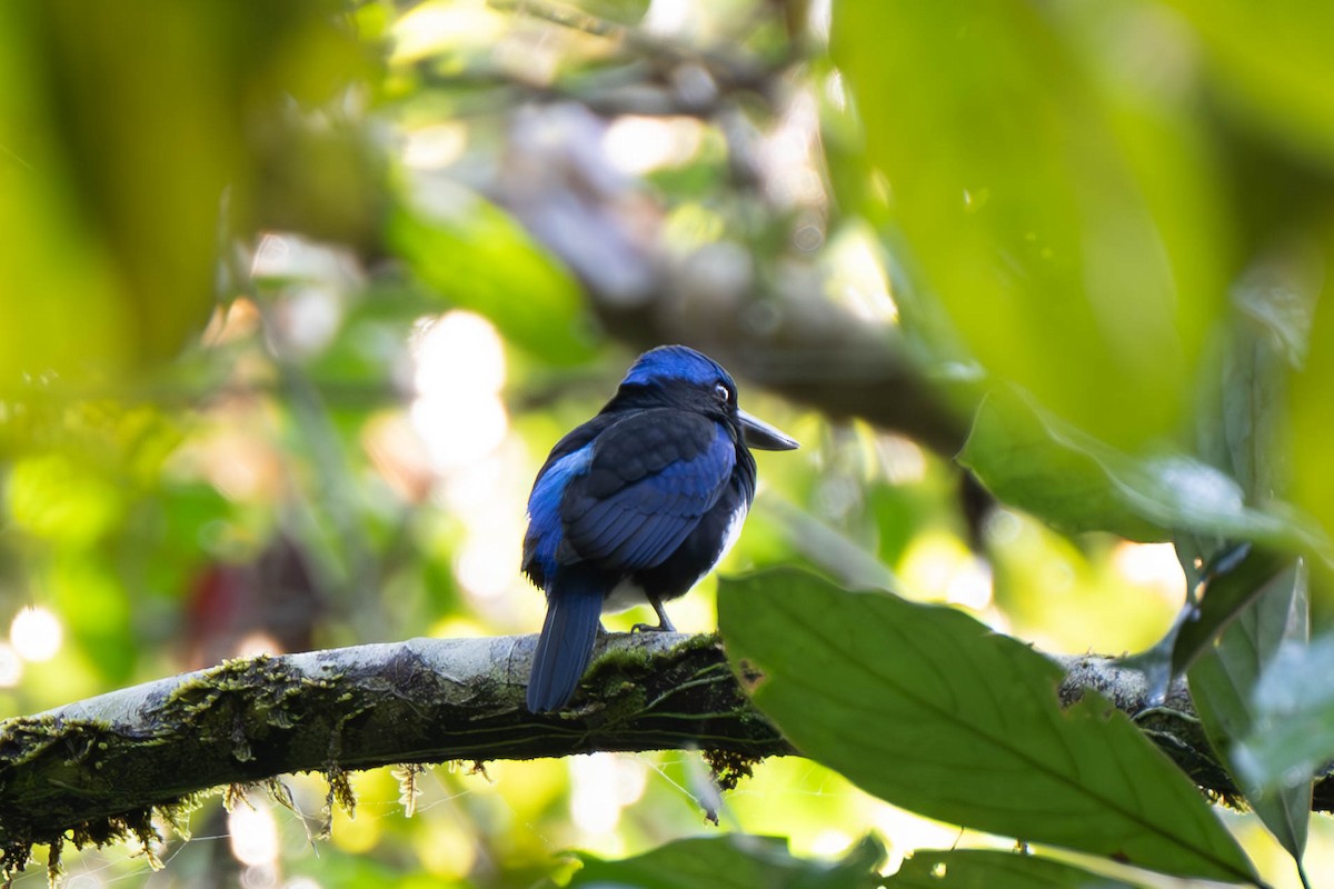 Blue-black Kingfisher - John Hiles