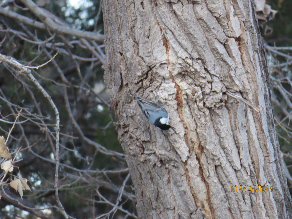 White-breasted Nuthatch - ML611826416