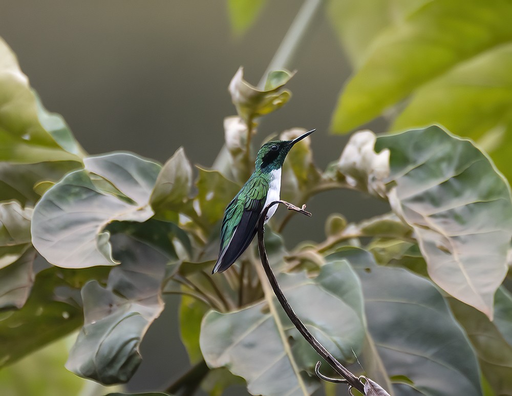 kolibřík černouchý - ML611826798
