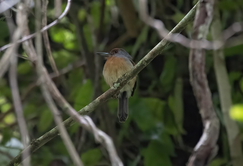 Rufous-capped Nunlet - ML611826822