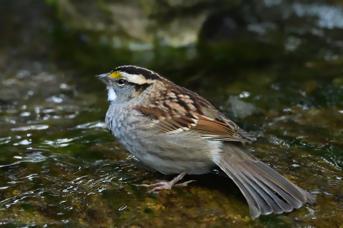 White-throated Sparrow - ML611826967