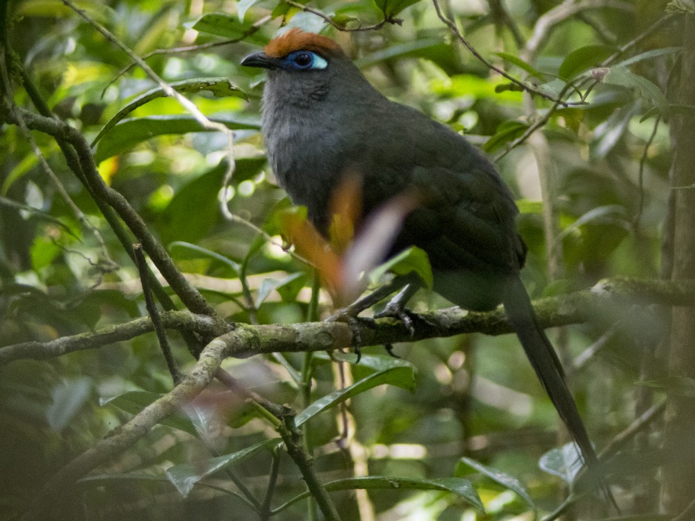 Red-fronted Coua - ML611827397