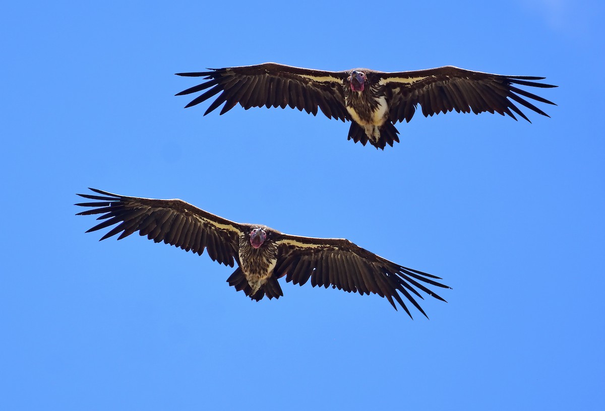 Lappet-faced Vulture - ML611827662