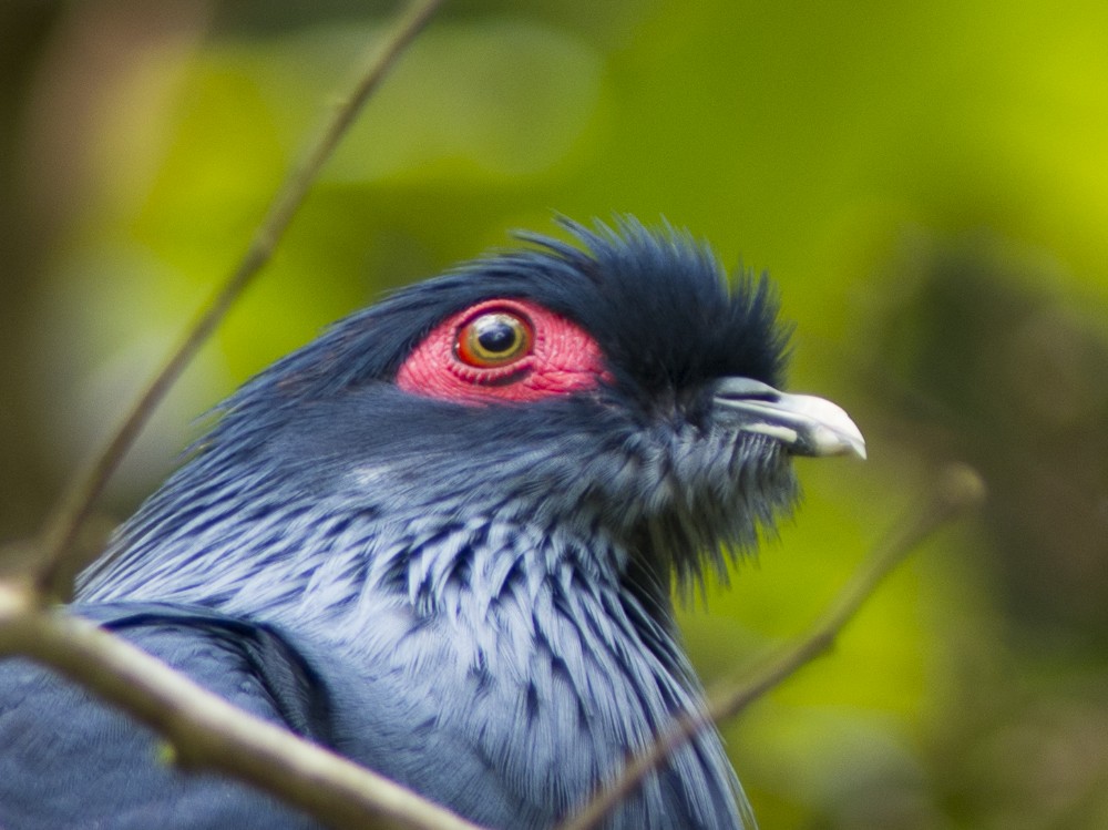 Madagascar Blue-Pigeon - ML611827743