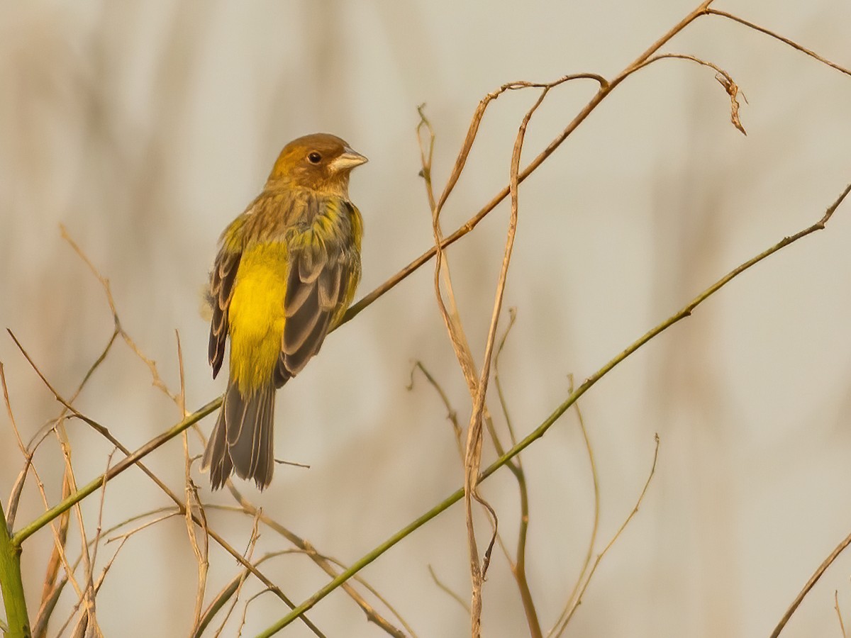 Red-headed Bunting - ML611828872