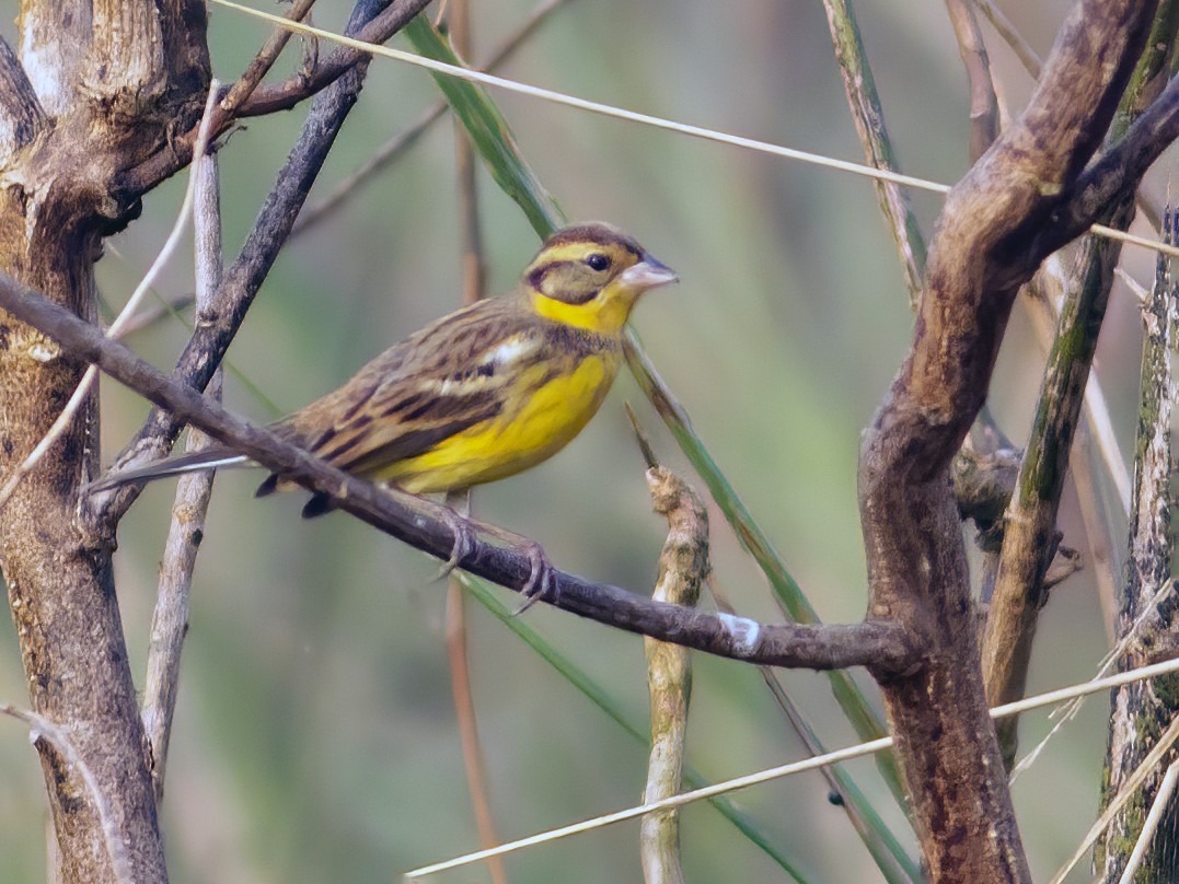 Yellow-breasted Bunting - Niladri Kundu