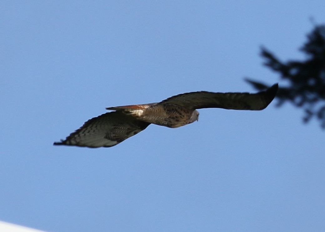 Red-tailed Hawk - ML611829170