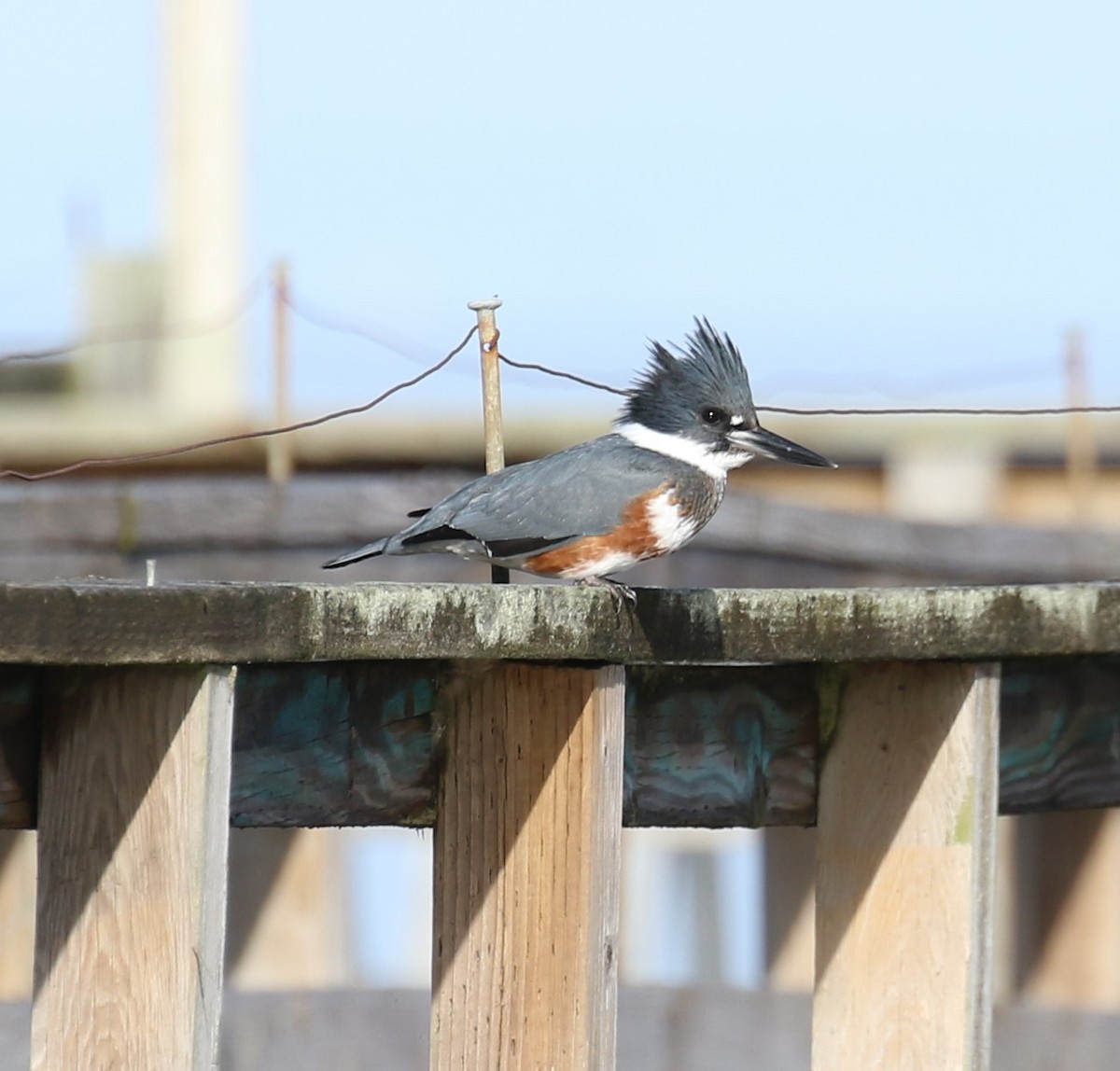 Belted Kingfisher - ML611829173