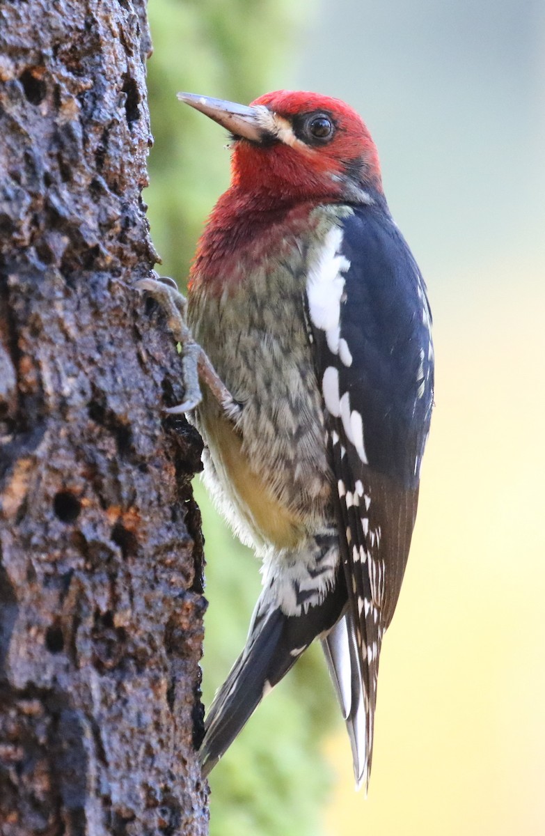 Red-breasted Sapsucker - ML611829174