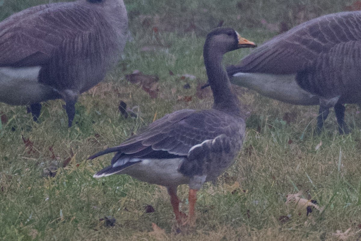 Greater White-fronted Goose - ML611829210