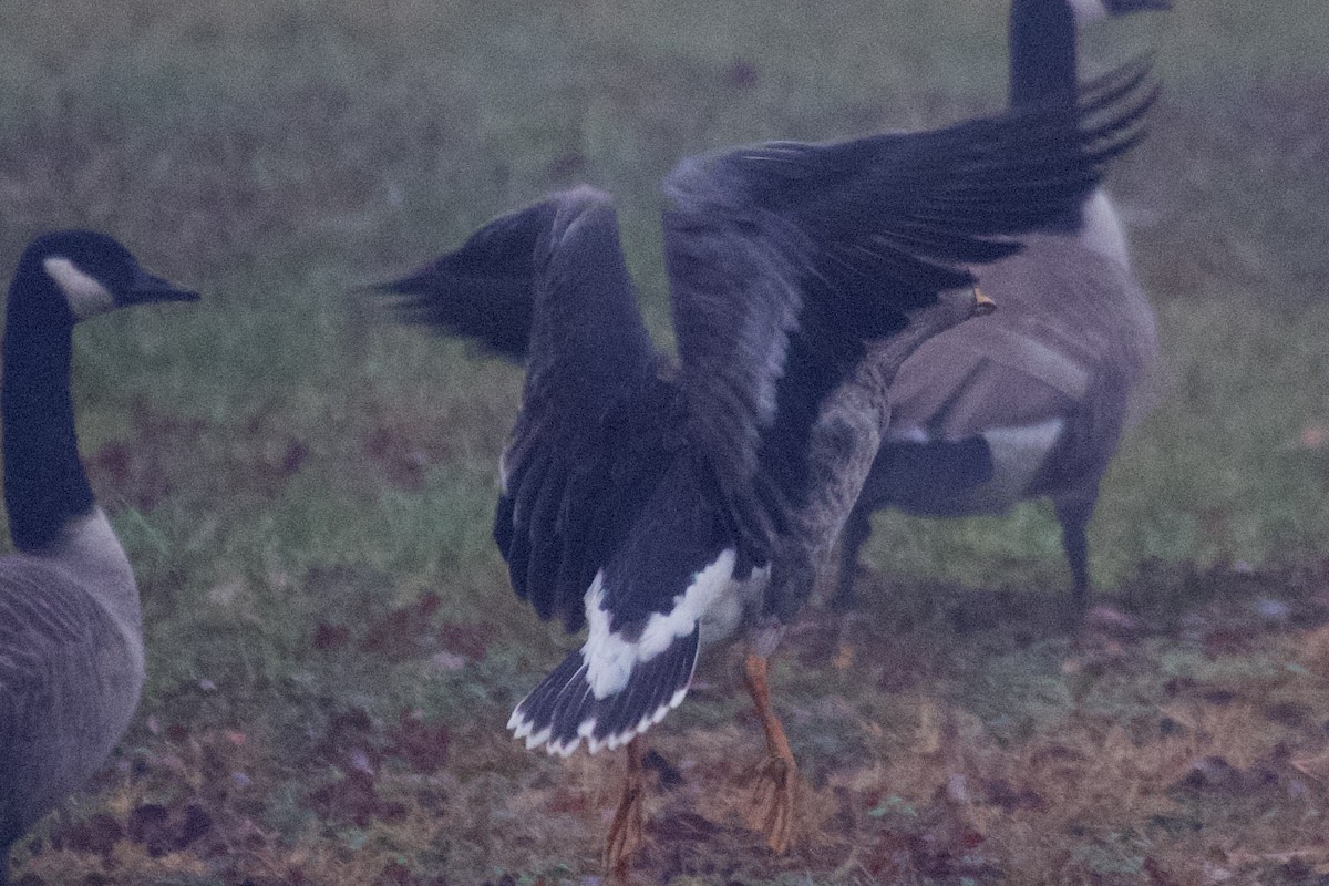 Greater White-fronted Goose - ML611829211