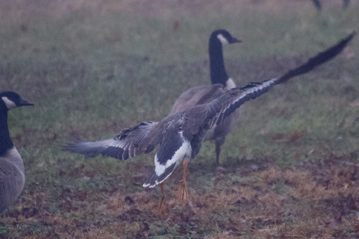 Greater White-fronted Goose - ML611829212