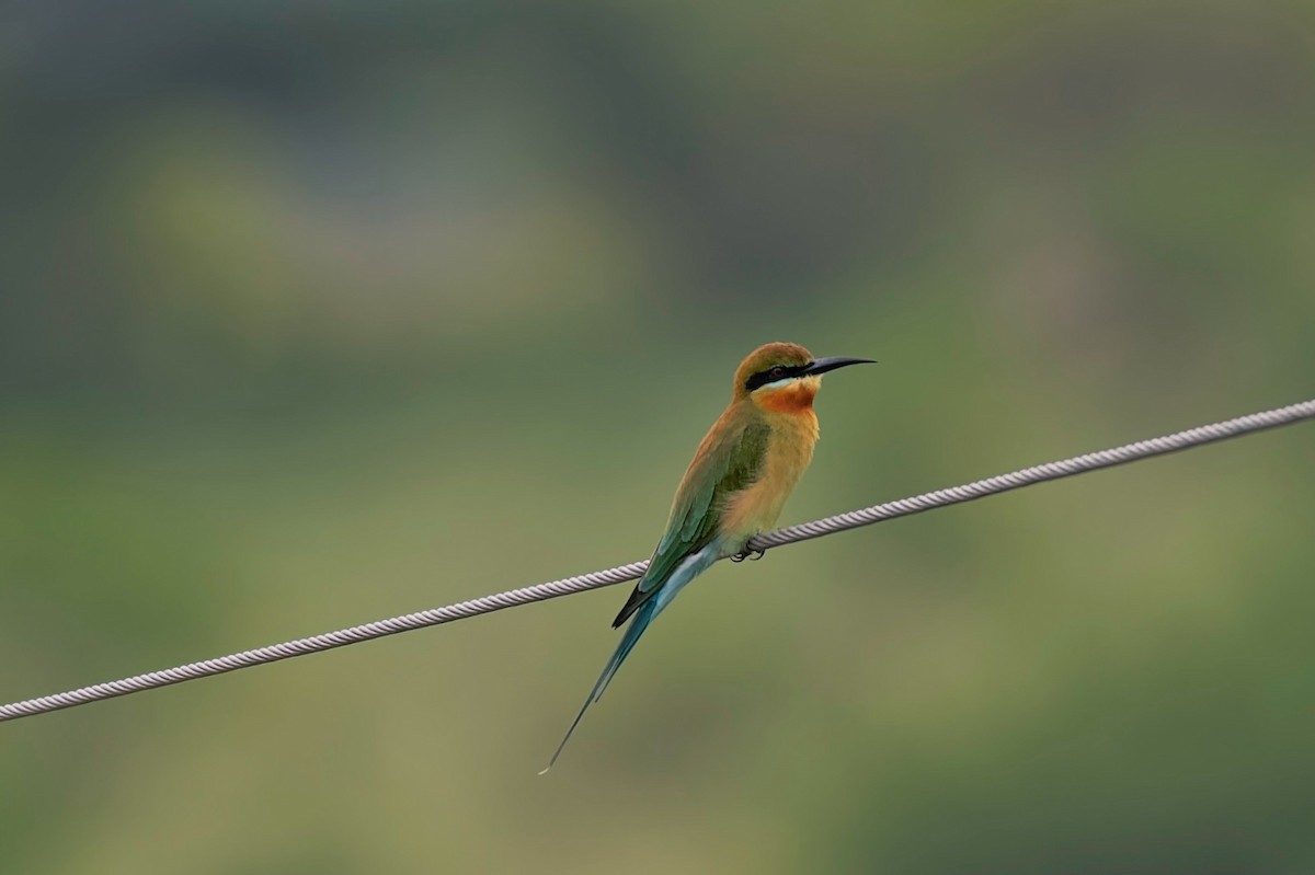Blue-tailed Bee-eater - ML611829248