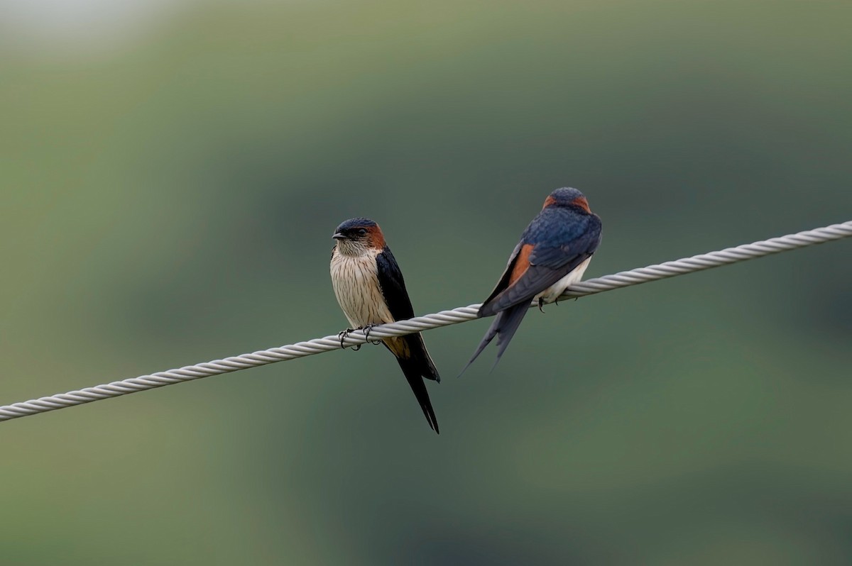 Red-rumped Swallow - ML611829288