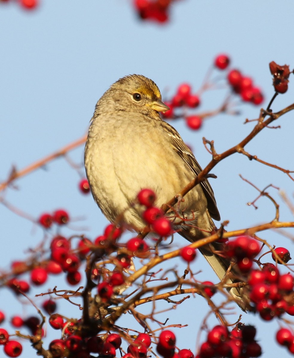 Golden-crowned Sparrow - ML611829292