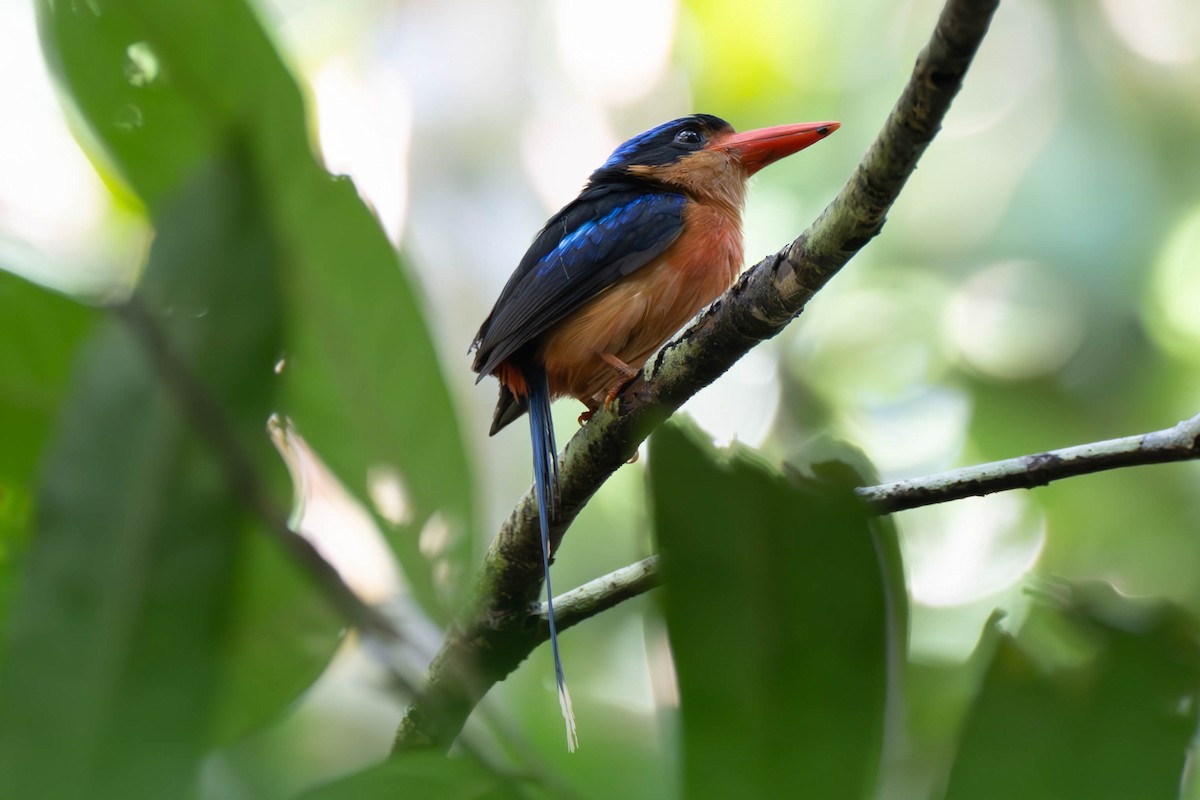 Red-breasted Paradise-Kingfisher - John Hiles