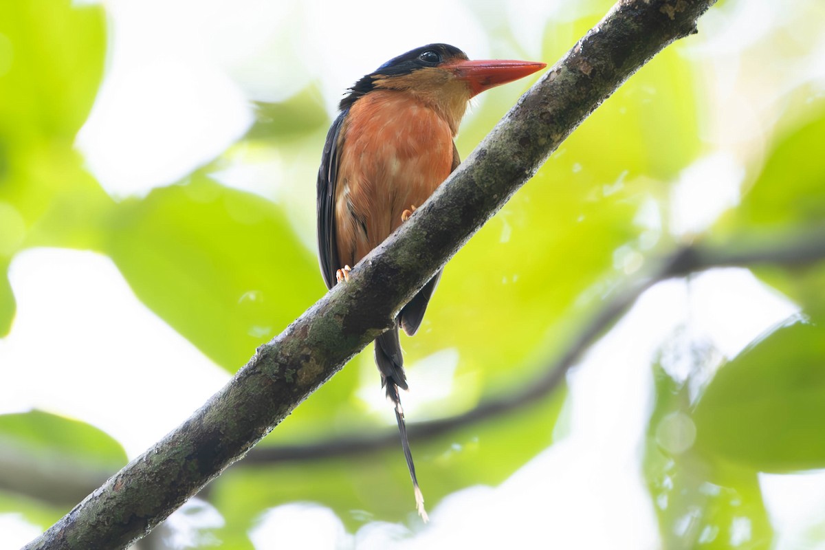 Red-breasted Paradise-Kingfisher - John Hiles